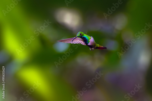 Green-breasted mango or Prevost's mango (Anthracothorax prevostii) glossy hummingbird in flight on a colorful background.