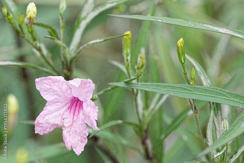 Obraz premium Pink flowers grow naturally in Thailand.