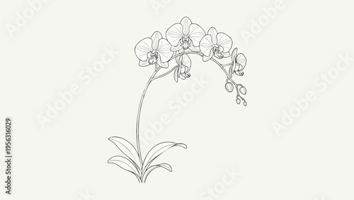 Elegant Orchid Flower Line Art - Botanical Illustration for Design Projects