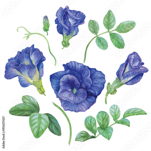 Vector element of butterfly pea with hand draw watercolor.