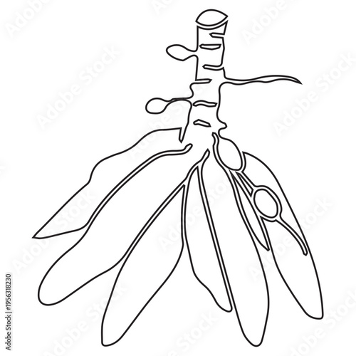 Cassava root illustration
