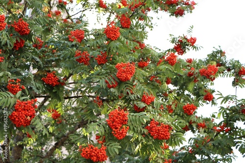Fotografía Rowan tree with bright red berries in autumn