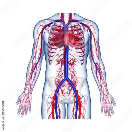 Anatomical illustration of human circulatory sistem