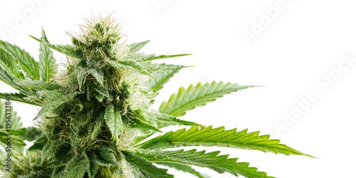 cannabis plant blossom on white