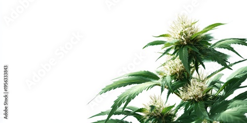 cannabis plant blossom on white