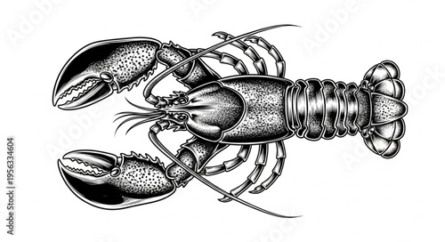 Detailed Black and White Illustration of a Lobster.