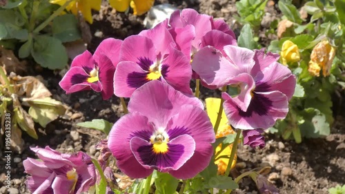 Colorful Flowers Swaying in the Wind, Vibrant Blooming Garden Scene.