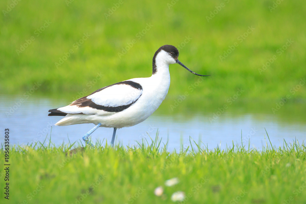 Fototapeta premium Pied Avocet, Recurvirostra avosetta, foraging
