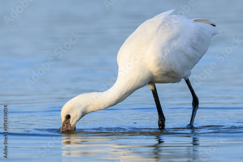 Cuadro en lienzo Closeup of a common spoonbill, Platalea leucorodia, foraging