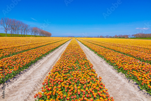 Blooming colorful Dutch yellow red tulips flower field under a blue sky.