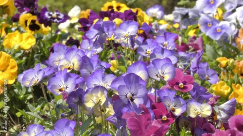 Colorful Flowers Swaying in the Wind, Vibrant Blooming Garden Scene.