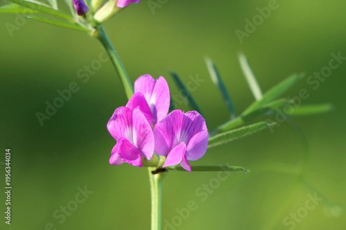Принти на полотні Vicia sativa (common vetch) wild flowering plant