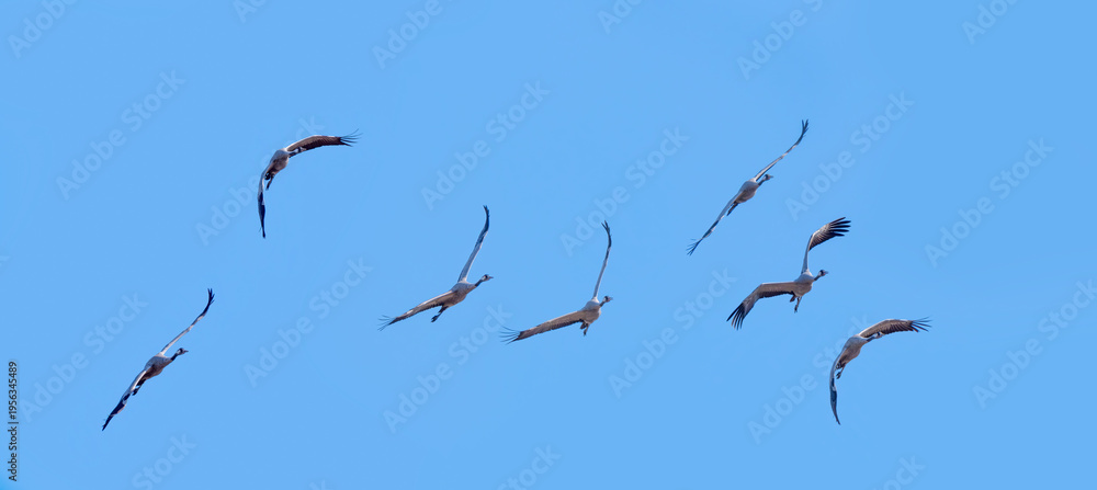 Fototapeta premium żurawie w locie.