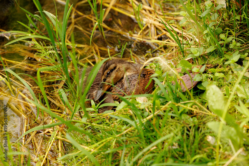 Fototapeta premium Nestled among the green grass, a duckling rests peacefully near a shimmering stream