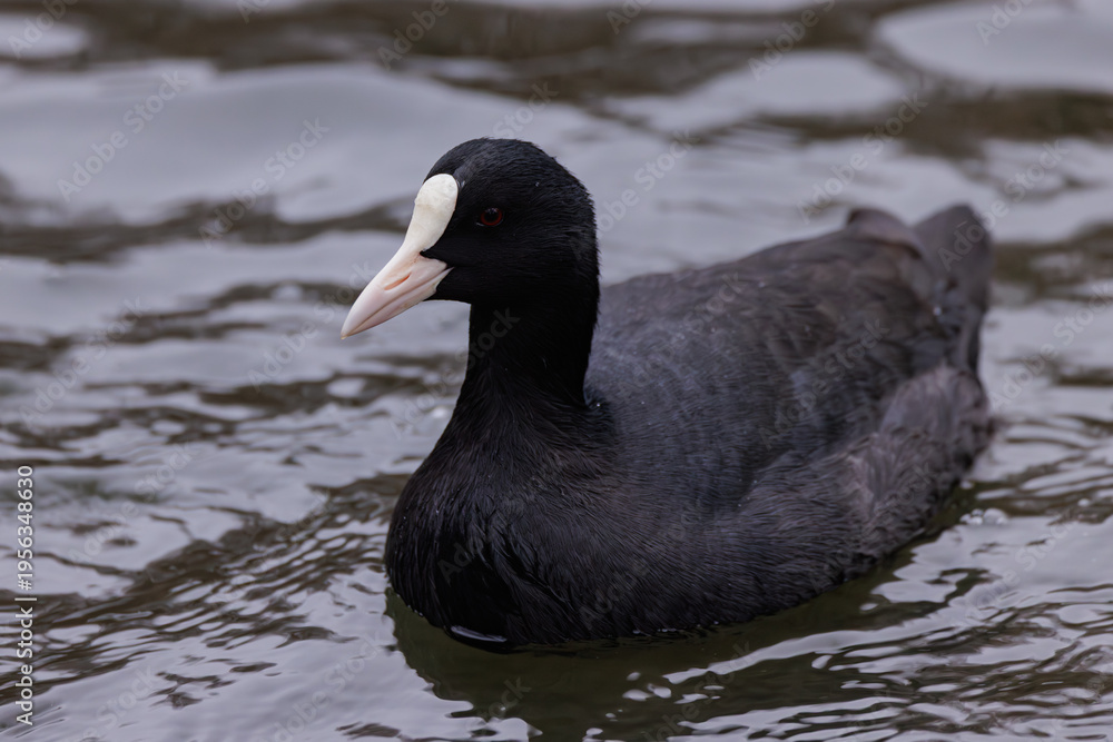 Fototapeta premium Majestic black coot swims gracefully in tranquil waters during a serene afternoon