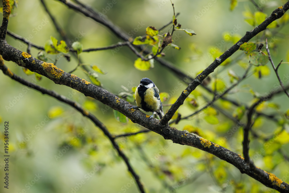 Obraz premium Colorful bird perched on a mossy branch in a vibrant forest during the golden hour
