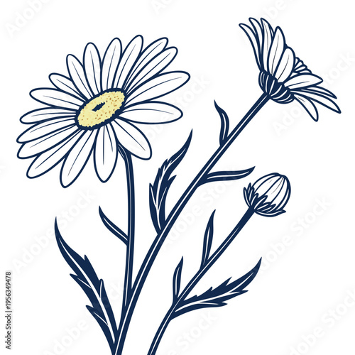 oxeye daisy with leaves