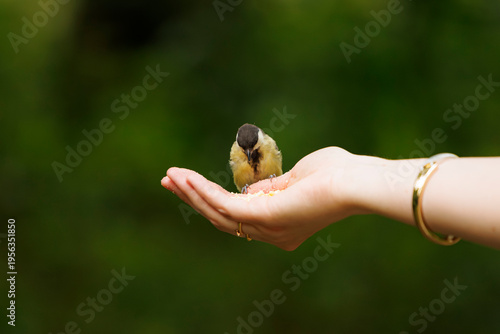 Obraz na plátně Tiny bird perched on a hand, enjoying a meal in a lush green garden at midday