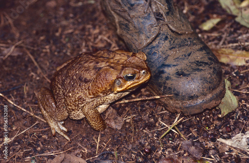 A large cane toad (Rhinella marina) missing its front right hand and next to a person's foot in a boot for scale. Photographed in the Dominican Republic, where this large, voracious toad is invasive.