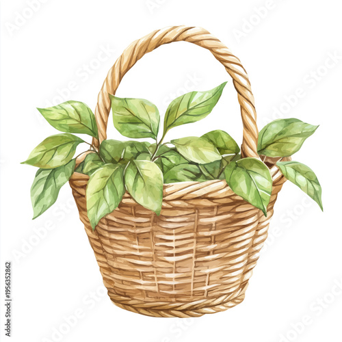 Hackberry Basket, charming watercolor vector with soft tones and graceful design, isolated on a white background.