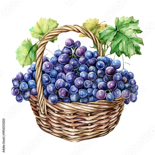Grape Basket, beautiful watercolor illustration with vivid colors and detailed vector style, isolated on a white background.