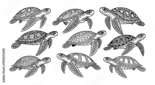A collection of detailed hand drawn sea turtles in various poses