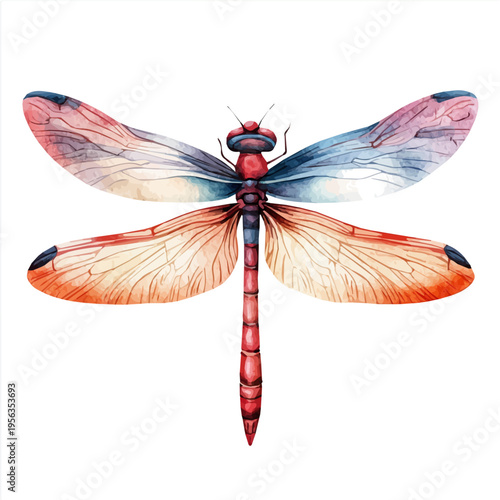 watercolor of Dragonfly graphic, isolated on a white background.