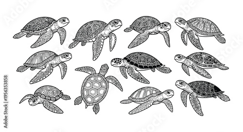 A collection of detailed hand drawn sea turtles in various poses