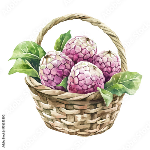 Custard Apple Basket, charming watercolor vector with soft tones and graceful design, isolated on a white background.