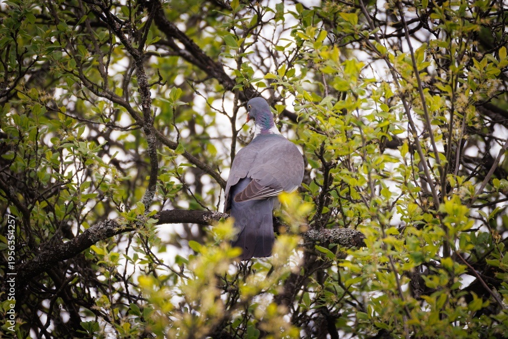 Fototapeta premium Colorful bird perched quietly on a tree branch surrounded by vibrant green leaves in the afternoon sunlight