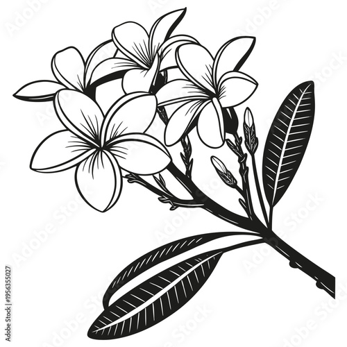 frangipani silhouette on white background