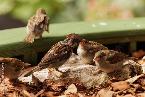 Billede på lærred Sparrows feeding together on a sunny day in a lush garden surrounded by colorful