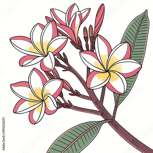 frangipani colorful on white background