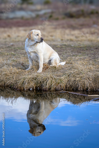 Fotografi mirror-like reflection in thought