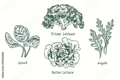 Spinach, Frisee Lettuce, Butter lettuce, Arugula.  Ink black and white doodle drawing in woodcut style