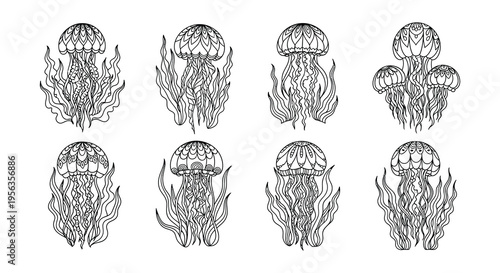 Detailed illustration of various jellyfish with ornate swirling patterns