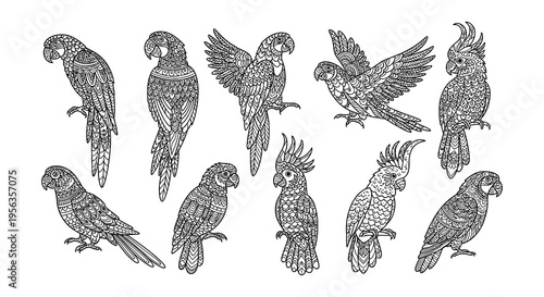 Detailed illustration of various parrot species in a monochrome style
