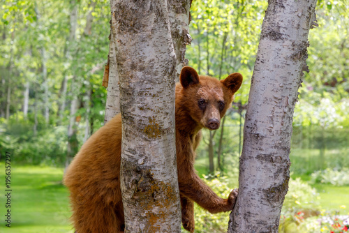 brown bear climbing in birch trees