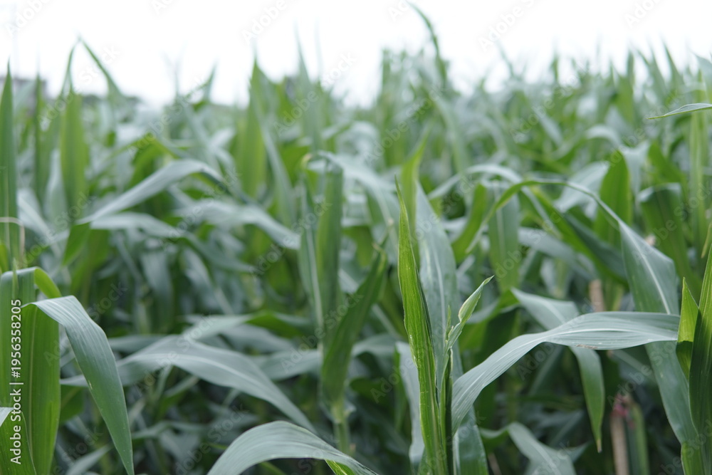 Fototapeta premium Fresh green corn leaves in a wide field with a soft bokeh background. Organic maize crop growing