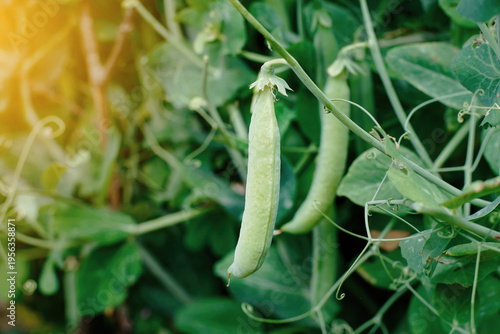 Pea pod close up. Fresh green pea pods ripening on vine in sunny organic garden during summer season. Natural growth of healthy vegetables, organic green peas hanging from plant. Selective focus