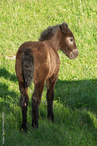 Young foal in the pasture