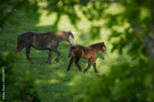 A young foal runs in front of its herd.