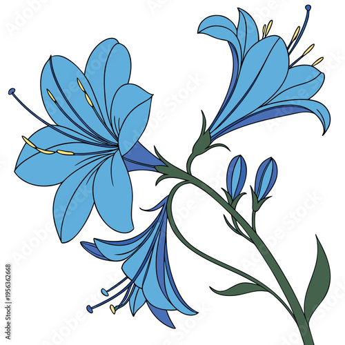 blue pea flower colorful on white background