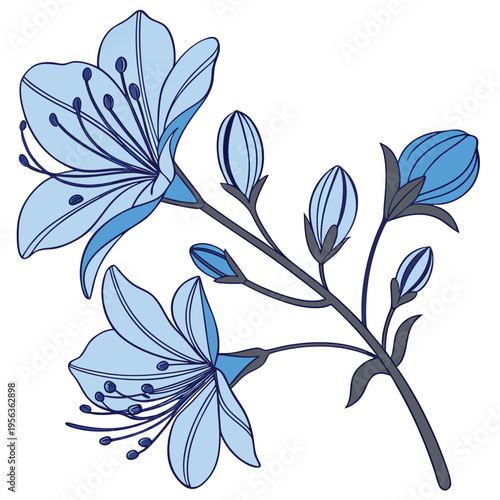 blue pea flower colorful on white background