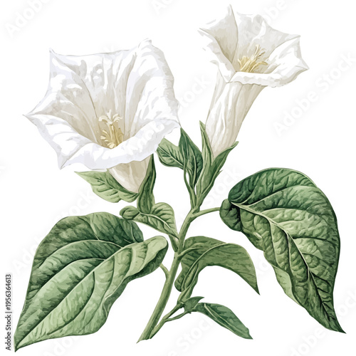 Datura Branch, watercolor painting capturing graceful lines and soft blended shades, isolated on a white background.