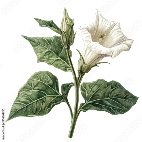 Datura Branch, watercolor clipart showcasing whimsical details and harmonious color flow, isolated on a white background.