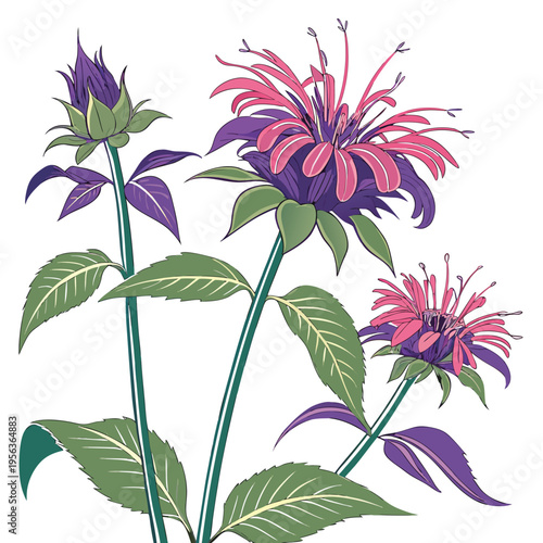 bee balm colorful on white background