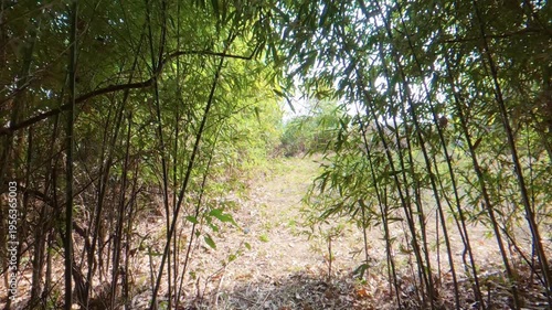 Walking Through Bamboo Forest Into an Open Clearing, Natural Transition Scene in Japan