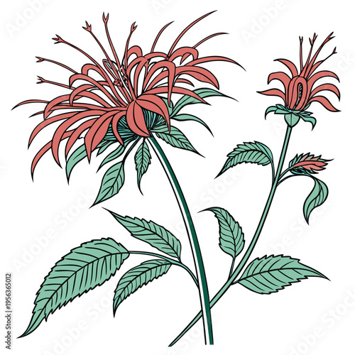 bee balm with leaves