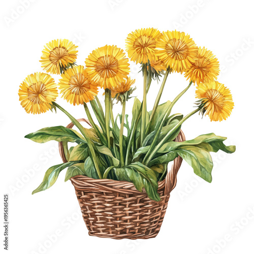 Dandelion Bouquet In A Basket, watercolor vector portraying a joyful pose with colorful highlights, isolated on a white background.